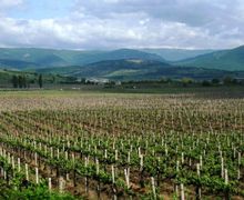 У Криму заклали майже 500 га нових садів і виноградників